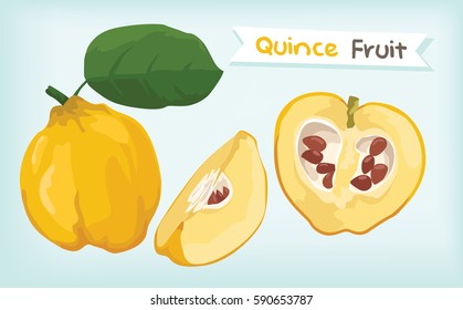 quince fruit vector