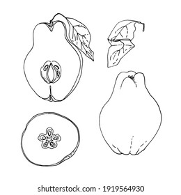 Quince fruit Vector drawing of food.