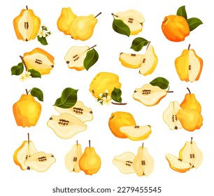 Quince Fruit Whole and Half with Stem Big Vector Set