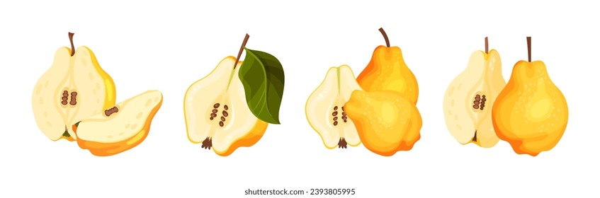 Quince Fruit Whole and Half with Stem Vector Set