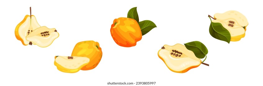 Quince Fruit Whole and Half with Stem Vector Set