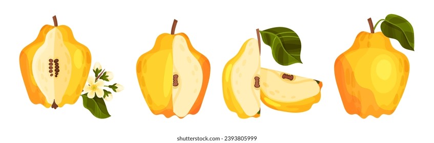 Quince Fruit Whole and Half with Stem Vector Set