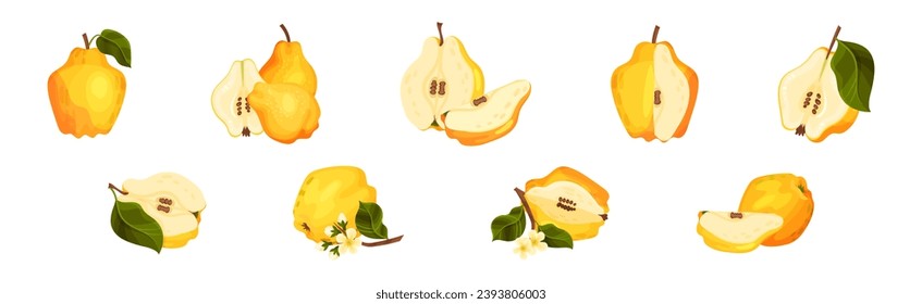 Quince Fruit Whole and Half with Stem Vector Set