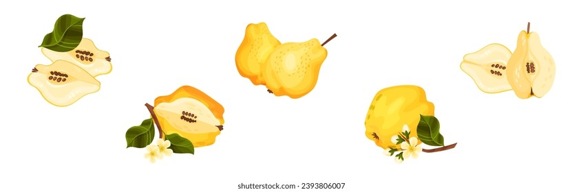 Quince Fruit Whole and Half with Stem Vector Set