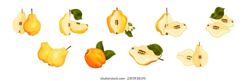 Quince Fruit Whole and Half with Stem Vector Set