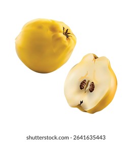 quince fruits Slice illustration on white backgorund vol 01