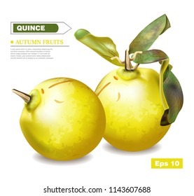 Quince fruits Vector realistic. Detailed 3d illustration template layout