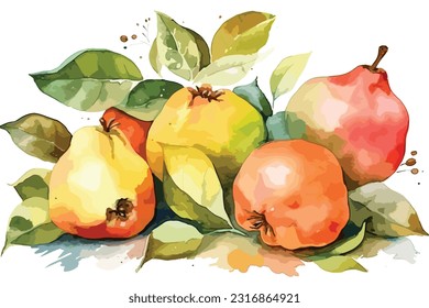 Quince fruits watercolor white background
Branch with fresh ripe yellow quince fruits. Hand drawn watercolor illustration, isolated on white background