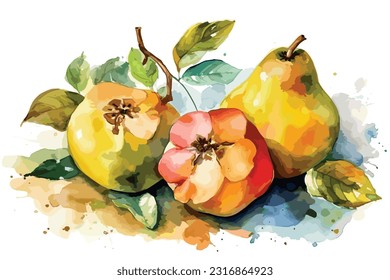 Quince fruits watercolor white background
Branch with fresh ripe yellow quince fruits. Hand drawn watercolor illustration, isolated on white background