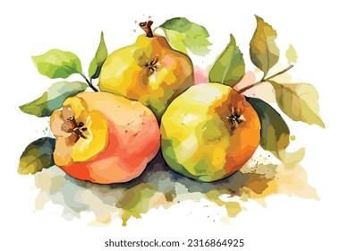 Color blanco de la acuarela de los frutos del grano
Rama con fruta fresca de membrillo amarillo maduro. Ilustración de acuarela dibujada a mano, aislada en fondo blanco