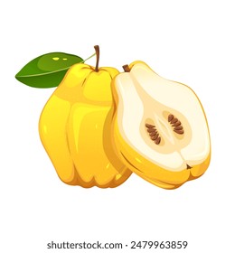 Quince fruits, whole quince and half. Yellow, juicy fruit. Vector illustration.