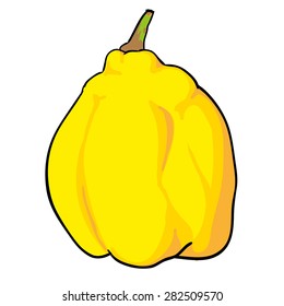 quince - hand drawn fruits isolated vector