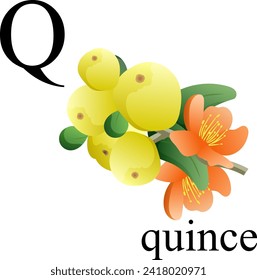 Quince. Illustration of letters Q of the plant alphabet. Element for print, postcard, poster, embroidery, laser cutting. Vector illustration. English alphabet.