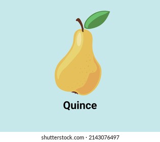 quince illustration set. fruit icon, market, store, groceries, pear Fruit Vector drawing. Hand drawn style.