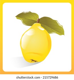 Quince isolated on a white background. Vector, illustration.