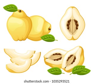 Quince with leaves whole and slices of quinces. Vector illustration of quince. Vector illustration for decorative poster, emblem natural product, farmers market. Website page and mobile app design