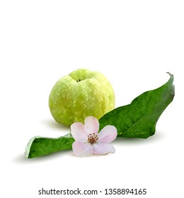 Quince low poly. Bloom of quince. Fresh, nutritious, tasty quince. Delicious and healthy dessert. Elements for label design. Vector illustration. Fruits ingredients in triangulation technique.