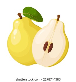 Quince on a white background. Fruit. Cartoon design.
