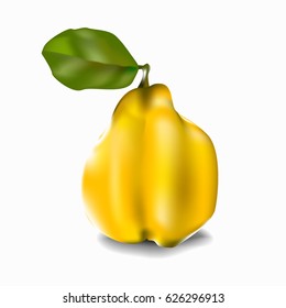 Quince on a white background, with shadow.  Yellow fruit. Vector