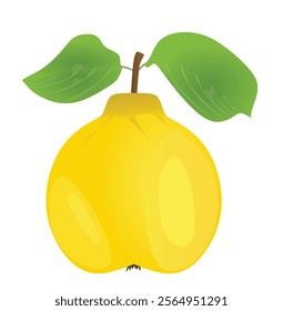 Quince on white background. vector illustration