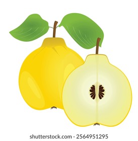 Quince on white background. vector illustration