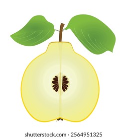 Quince on white background. vector illustration