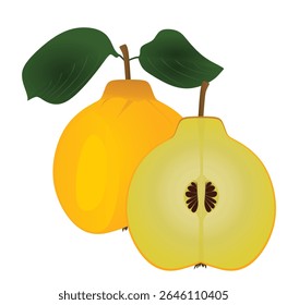 Marmelo sobre fundo branco. ilustração vetorial	