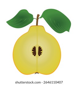 Marmelo sobre fundo branco. ilustração vetorial	