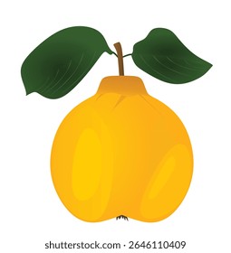 Marmelo sobre fundo branco. ilustração vetorial	