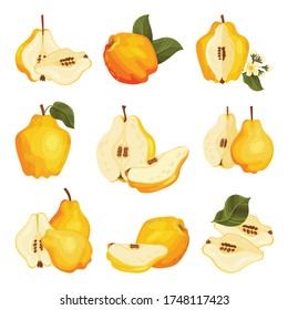 Quince Pome Fruit Whole and Halved Vector Set