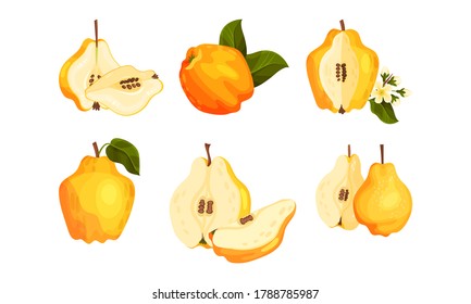 Quince Pome Fruit Whole and Halved Vector Set