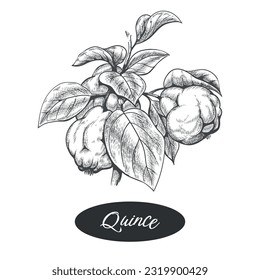 Quince retro engraving illustration. Quinces apples branch engraved vector sketch, cydonia oblonga fruits siding vintage drawing isolated