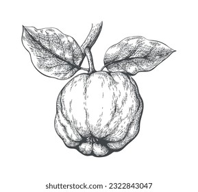 Quince retro sketch. Quinces apple branch with fruit and leaves vintage etching drawing, cydonia oblonga engraved vector illustration