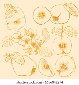 Quince set fruits leaves flowers