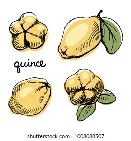 Quince/ Set of isolated sketchy style fruits and berries/ Doodle pencil drawn fruits in color/ Hand drawn vector illustration