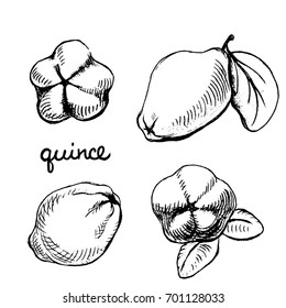 Quince/ Set of isolated sketchy style fruits and berries/ Doodle pencil drawn fruits in black and white/ Hand drawn vector illustration