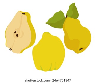 Quince set of juicy fruits, tart nutritious fruit half and whole with leaves vector illustration