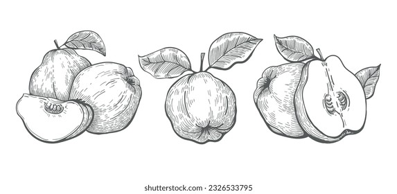 Quince sketch drawings. Engraving quinces fruits compositions, cydonia oblonga apple fruit vintage vector illustration isolated