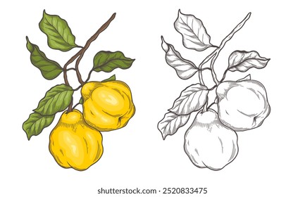 Dibujos de boceto de Quince. Grabado de membrillo . Ilustración vectorial aislada. Una copia pintada del boceto. Dibujo de línea