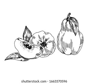 Quince with slice and leaves in line art style.