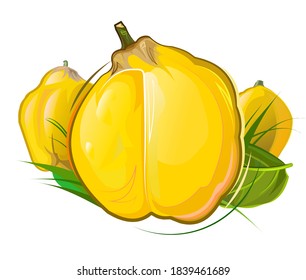 Quince. Summer yellow fruits. Garden agricultural plant. Autumn southern harvest. Vector illustration isolated on white background.