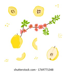 Quince vector illustration set. Quince hand drawn collection. Whole, half, leaves, branch, flowers, seeds, cut fruit, section. Design template