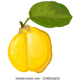 Quince. Vector. Leaf. Garden fruit. Ripe. Vector illustration. Isolated object.
Tasty fragrant fruit. Southern tree. Yellow fruit.