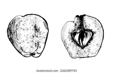 Quince vector line art. fruit detailed vintage design