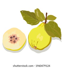 Quince vector stock illustration. Close-up of the fruit of a yellow sweet fruit. Japanese quince. Pear. Isolated on a white background.