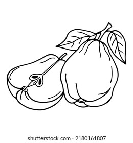 Quince. Vector stock illustration eps10. Outline, isolate on white background. Hand drawn.