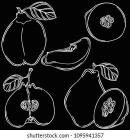 Quince vegetable linear illustration, vector