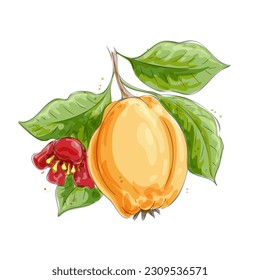 Quince watercolor sketch. Sweet chinese pear with green leaves and red flower colour aquarelle vector illustration, japanese yellow quinces apple water color painting