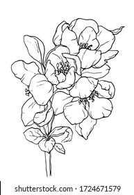 Quince white tropical exotic flower blossom. Isolated vector botanical illustration: retro, vintage, hand drawn, black and white, outline. For wedding invitation, card, print, tattoo. Japanese style.