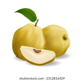 Quince whole and slice. Isolated quinces cydonia apples color natural realistic vector illustartion